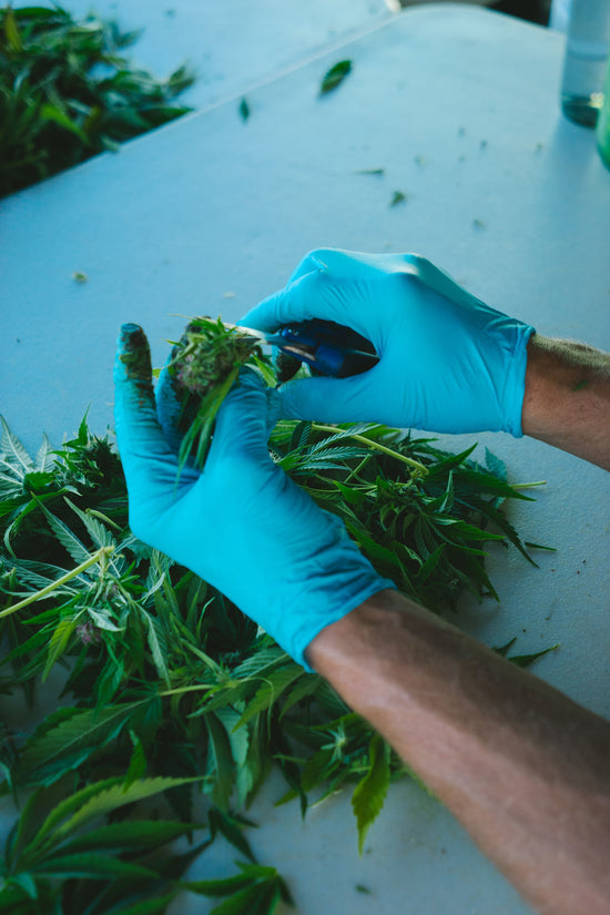 Good Buds Outdoo Cannabis being trimmed by hand
